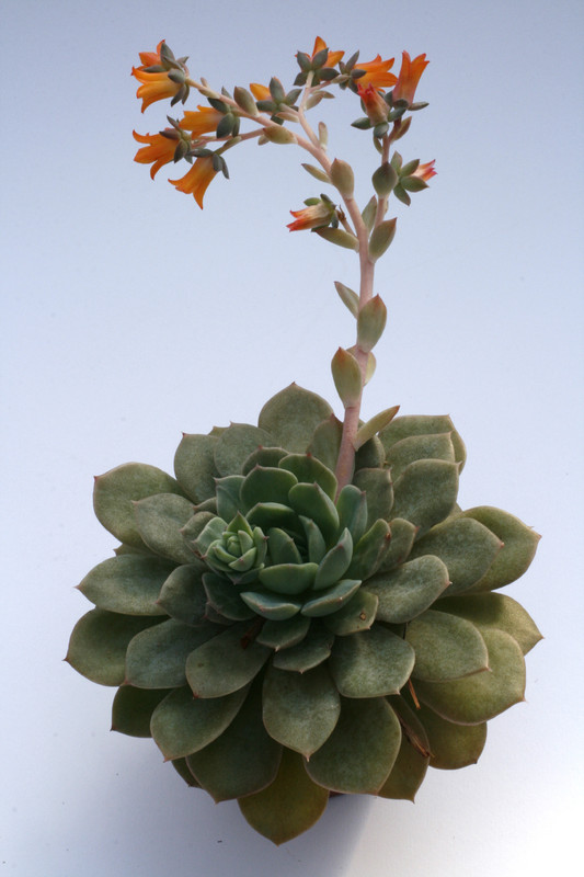 echeveria globulosa 7958