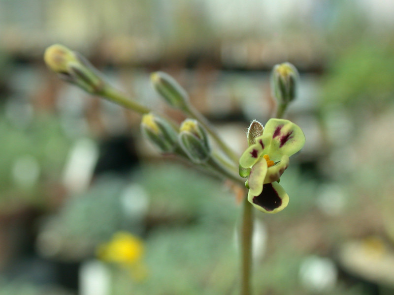 pelargonium pulverulentum es 10169 03
