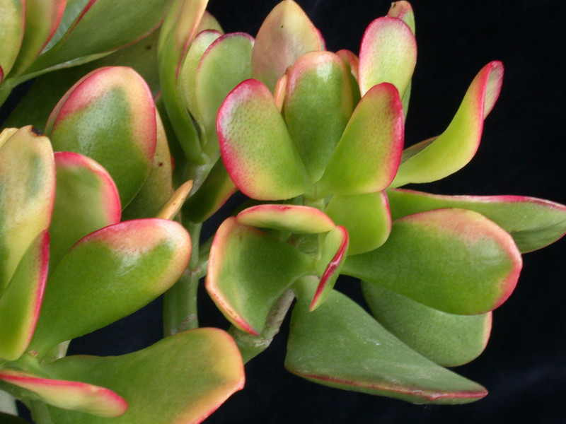 crassula portulacea summer rainbow 06