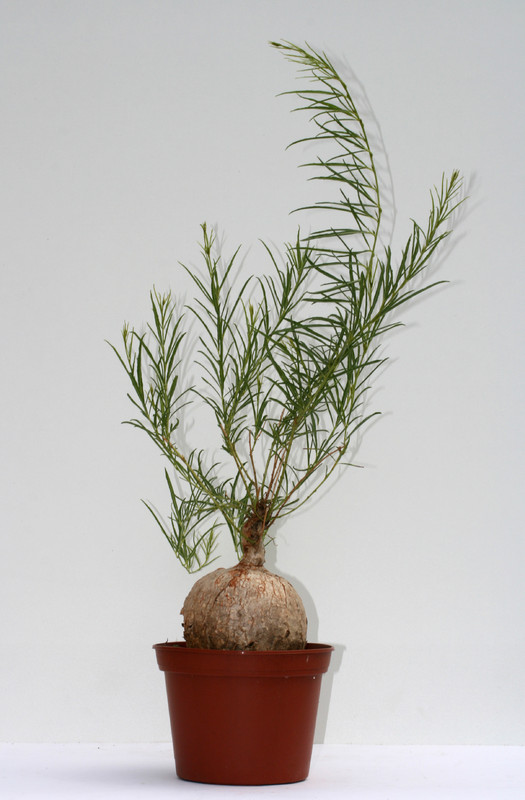 ipomea bolusiana 3494
