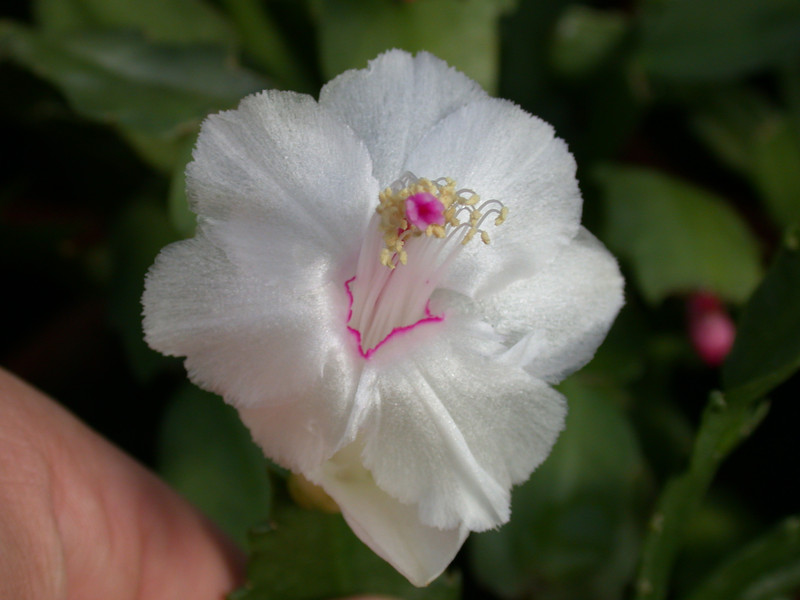 schlumbergera aspen 02