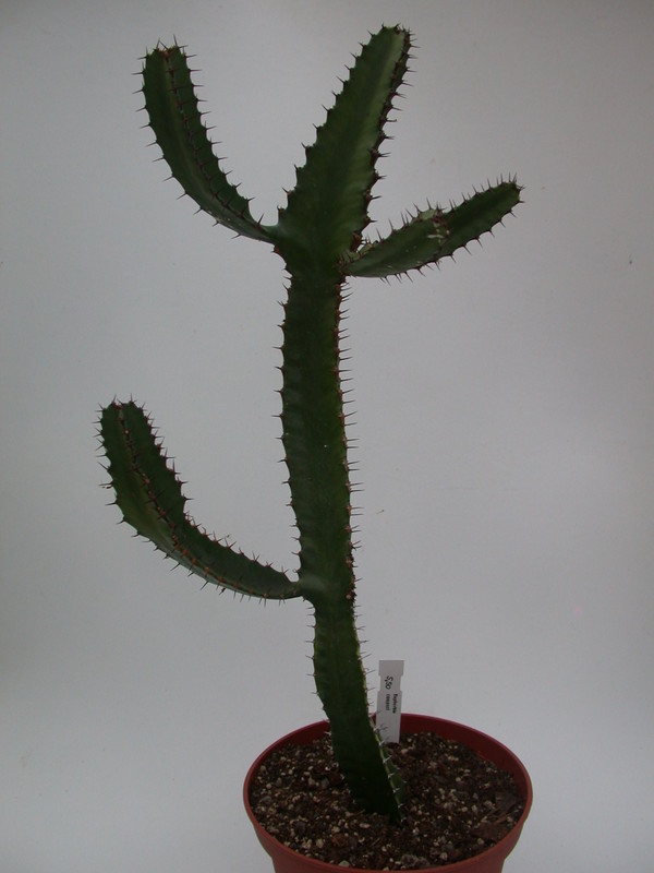 euphorbia cooperi 1370