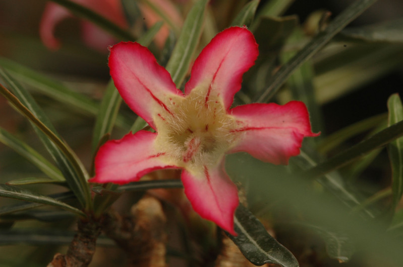 adenium somalense 14