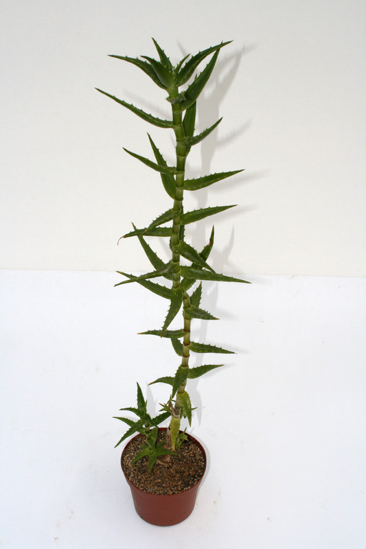 aloe morijensis kenia 70cm 3788