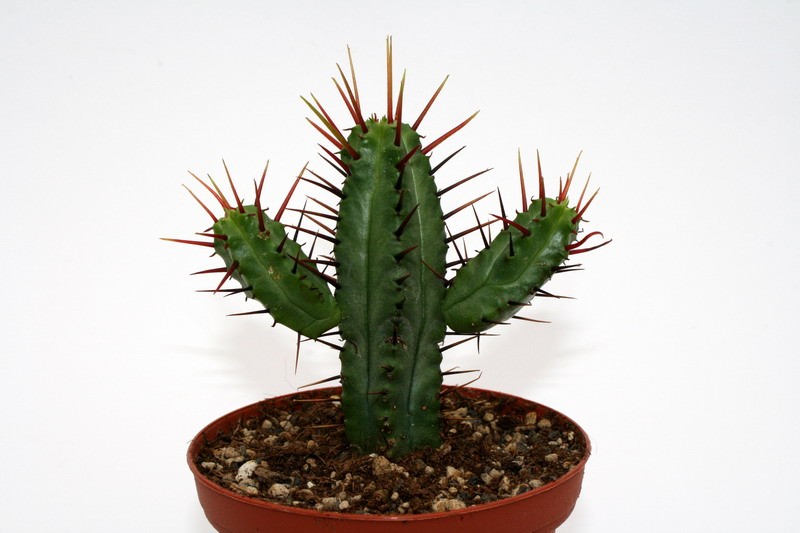 euphorbia enopla 6983 sm