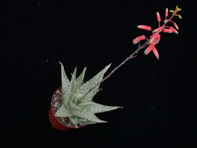 aloe rauhii snowflake es4015 01