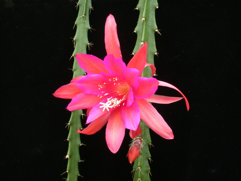 aporocactus wendy13