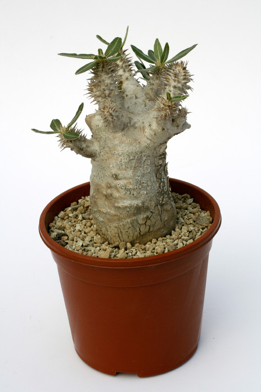 pachypodium horombense 1621
