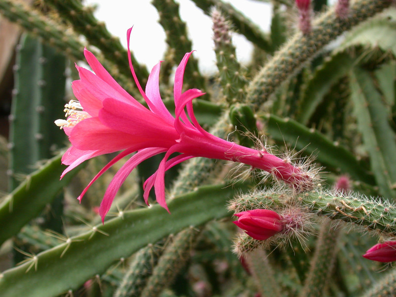 aporocactus flagriformis x10