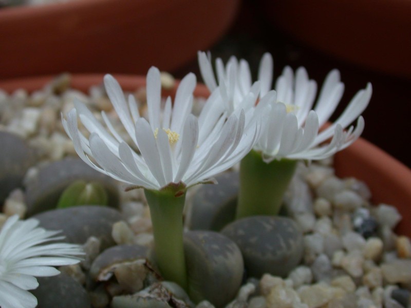 lithops optica3