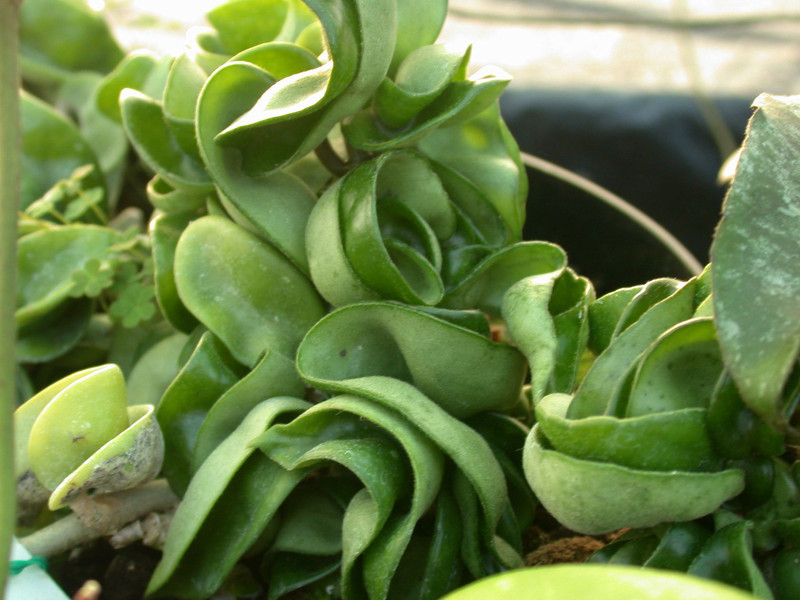 hoya carnosa compacta Hindarope 02