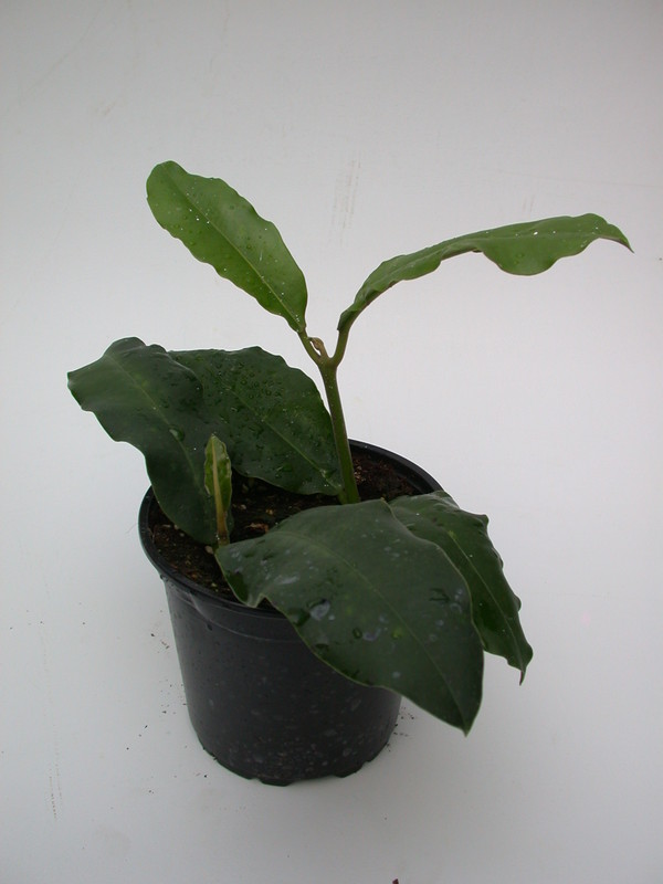 hoya imperialis 4007