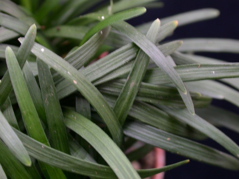 ophiopogon kyoto dwarf 03