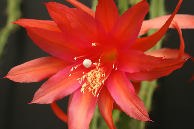 aporocactus contessa 0285