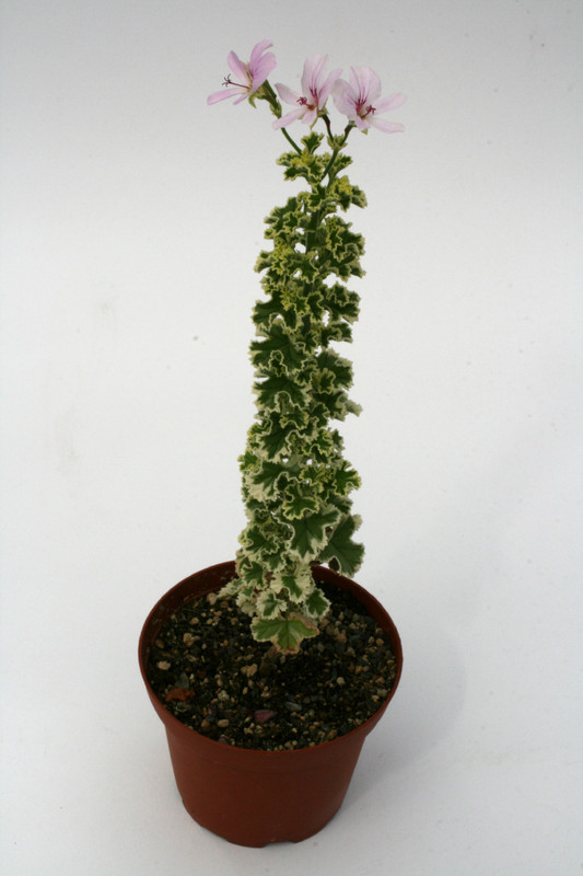 pelargonium crispum var 2443