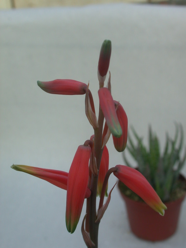 aloe humilis 12