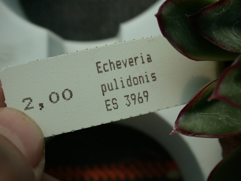 echeveria pulidonis es3969 11