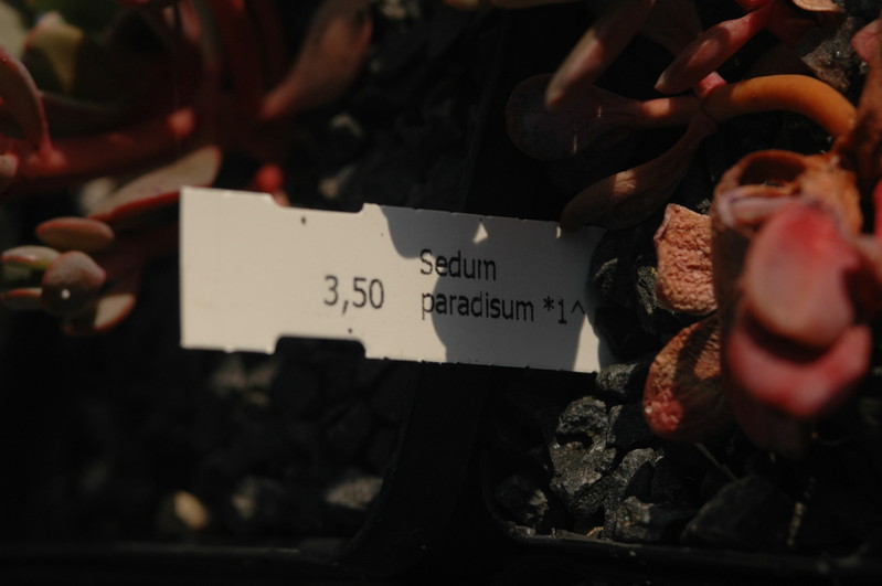 sedum paradisum 1372