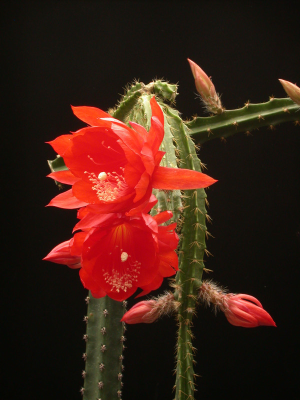 aporocactus goldi paetz 01