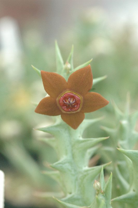 orbea sprengeri ub217 04