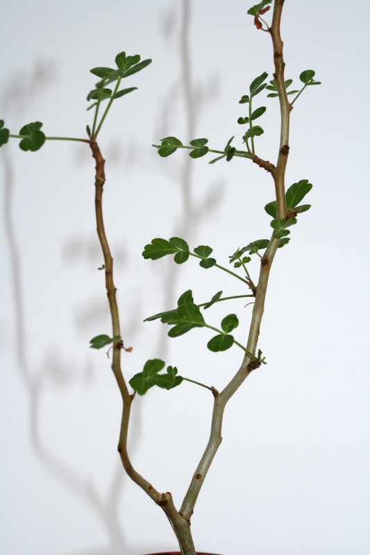 pachycormus discolor 4009