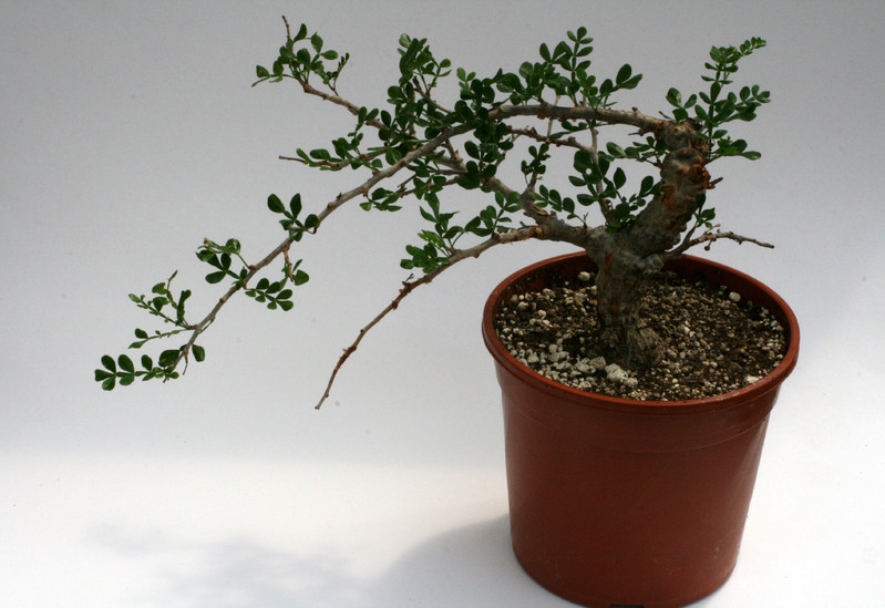 operculicaria decary 9492