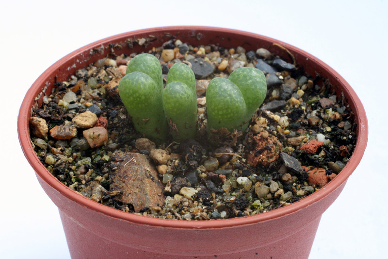 conophytum lithopsoides kennedyi sb1109 2877