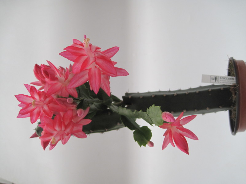 schlumbergera nicolas 7754