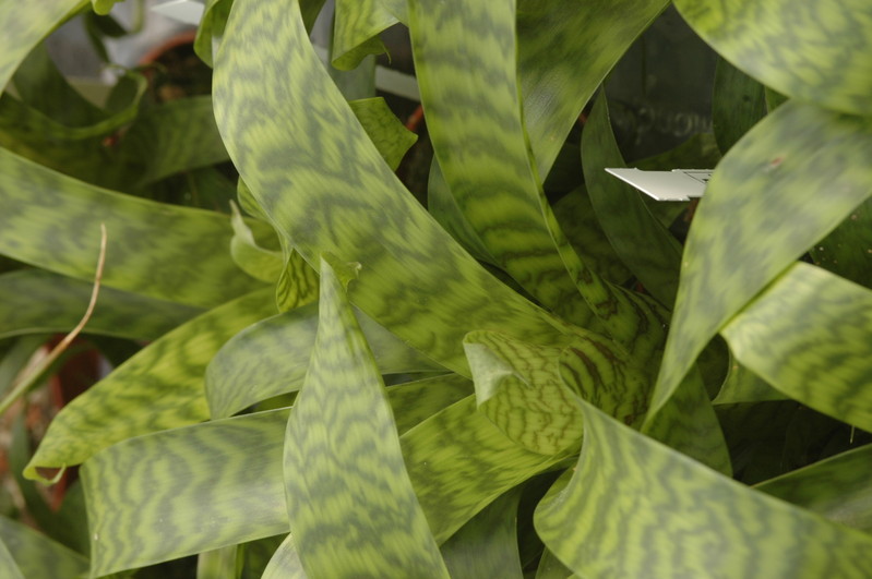 vriesea hieroglyphica 1163