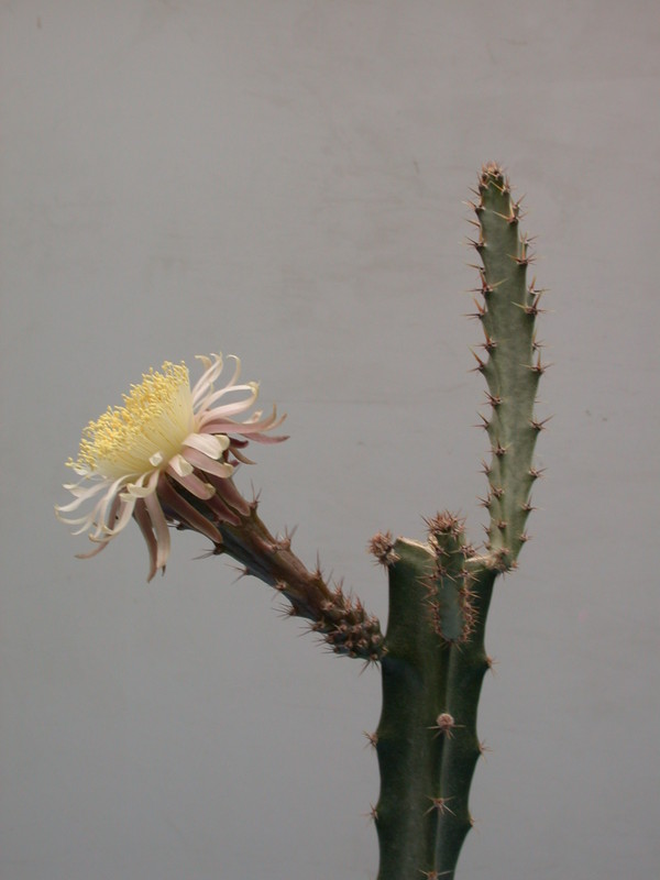 peniocereus cuixmalensis 32