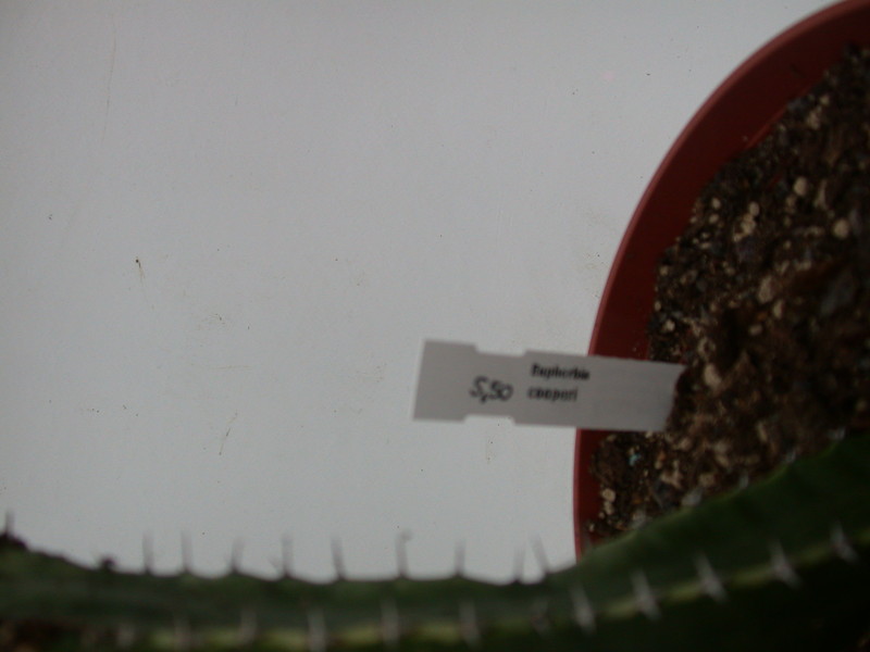 euphorbia cooperi 1372