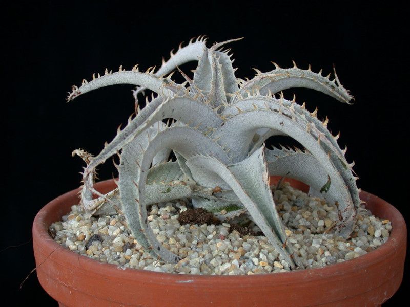 dyckia marnier-lapostollii 02