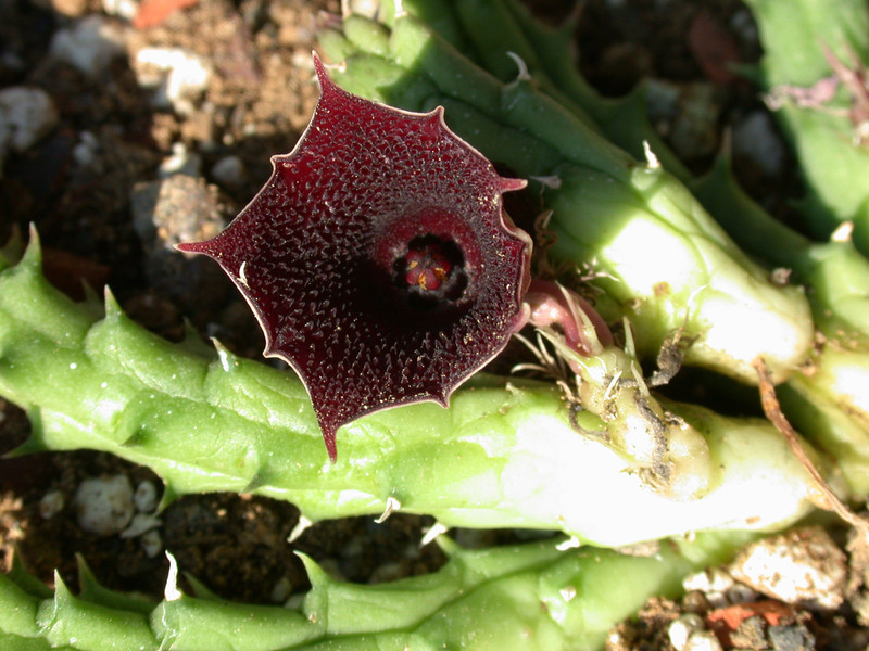 huernia keniensis kleinbl zacher 01