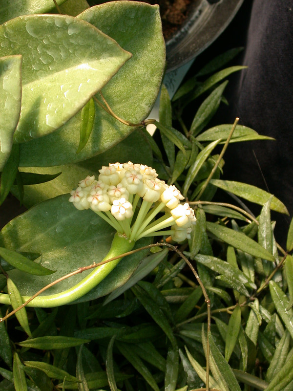 hoya pachyclada 7092 06