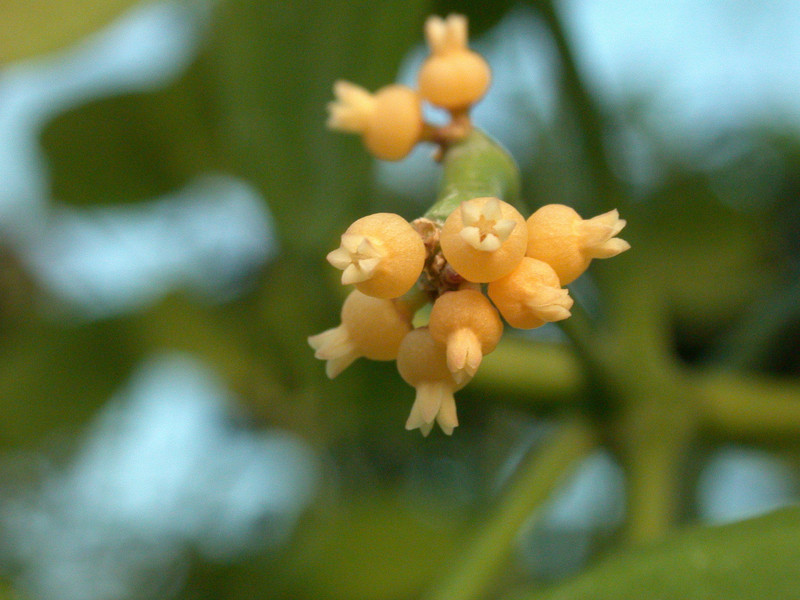 dischidia sulawesi 8852 2