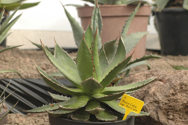 agave horrida horrida 02