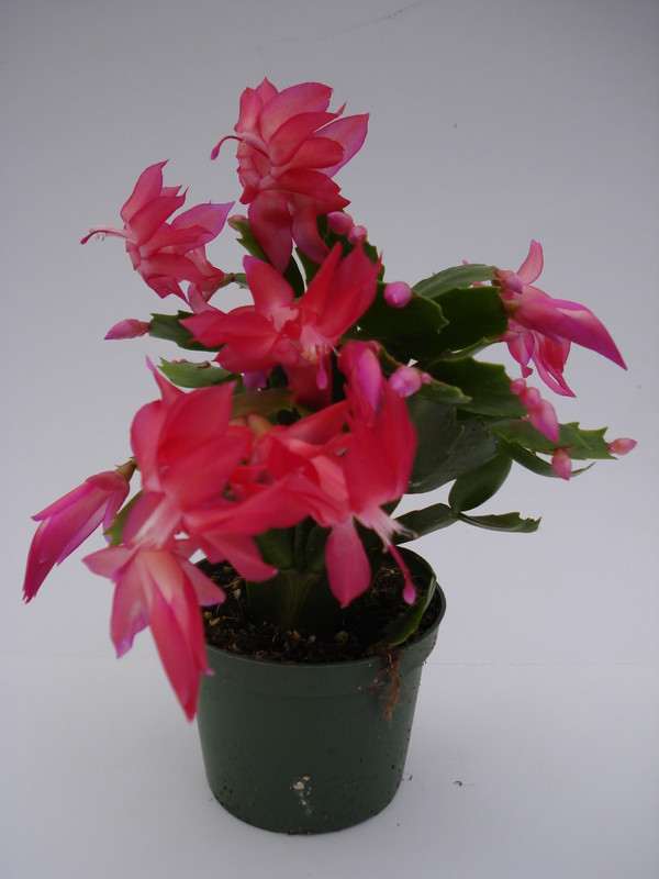 schlumbergera thor zita 1565