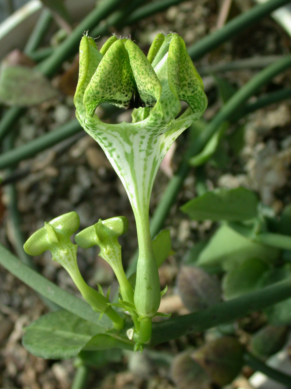 ceropegia hybride mars 02