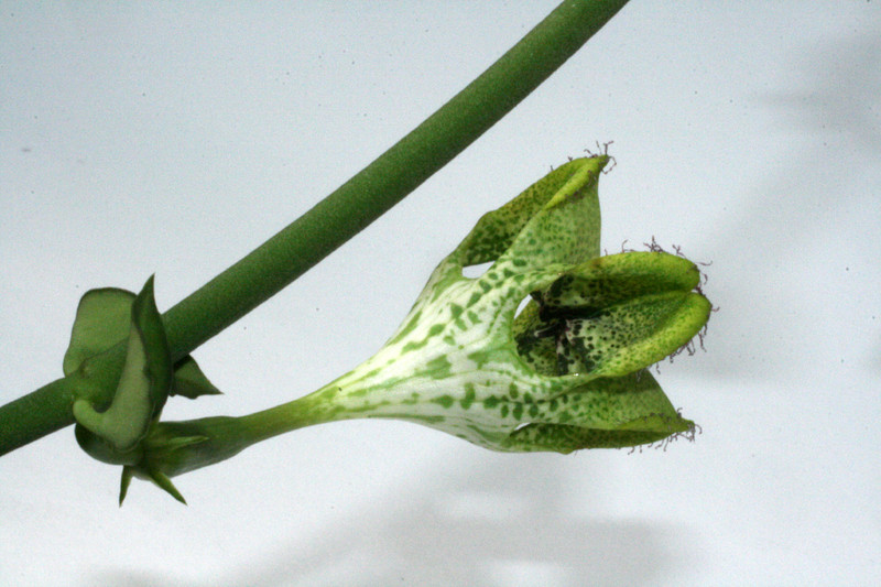 ceropegia spec 9872