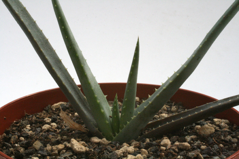 aloe compressa 7697