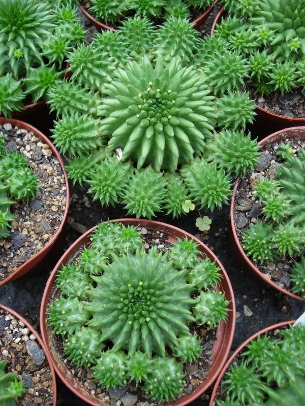 euphorbia suzannae