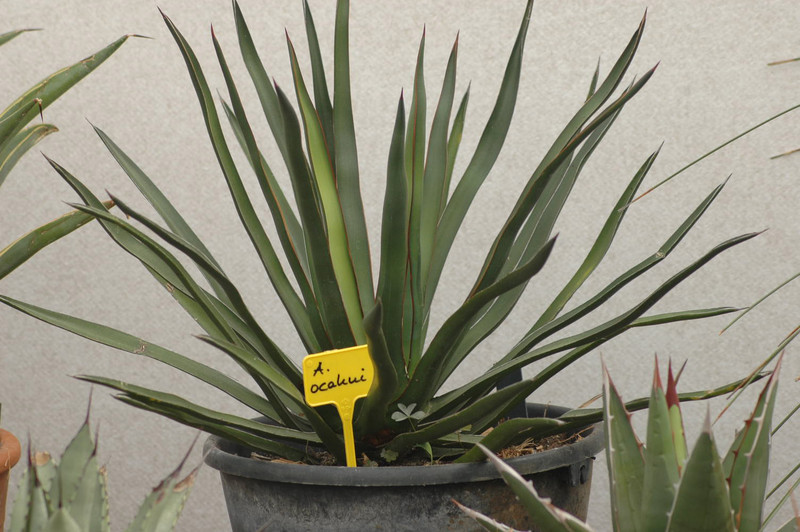 agave ocahui 02