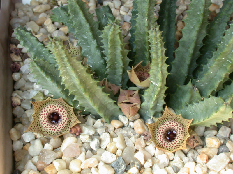 huernia guttata guttata karoo 06