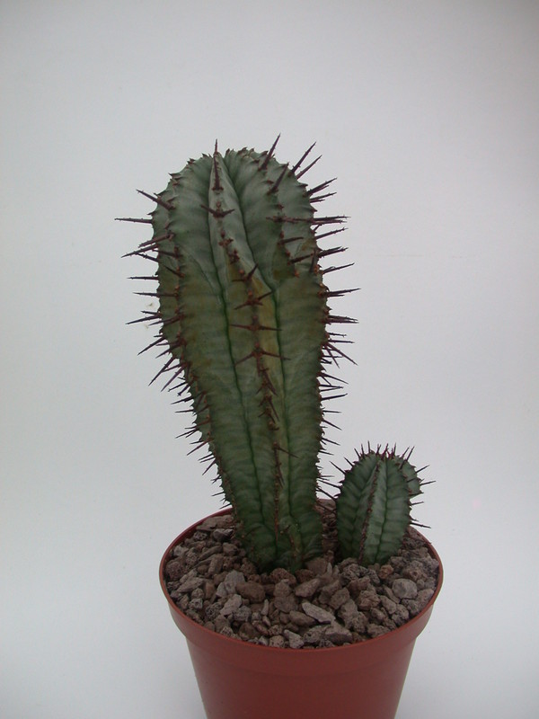 euphorbia horrida noorsveldensis 1334