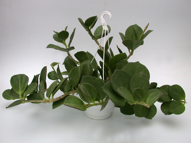 hoya pachyclada 3942