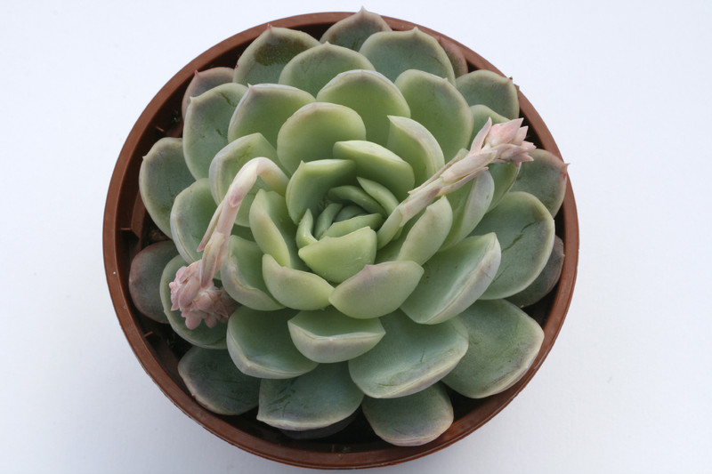 echeveria aff chihuahuensis 7941