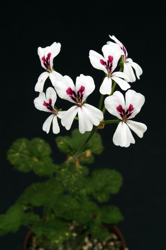 pelargonium echinatum 01
