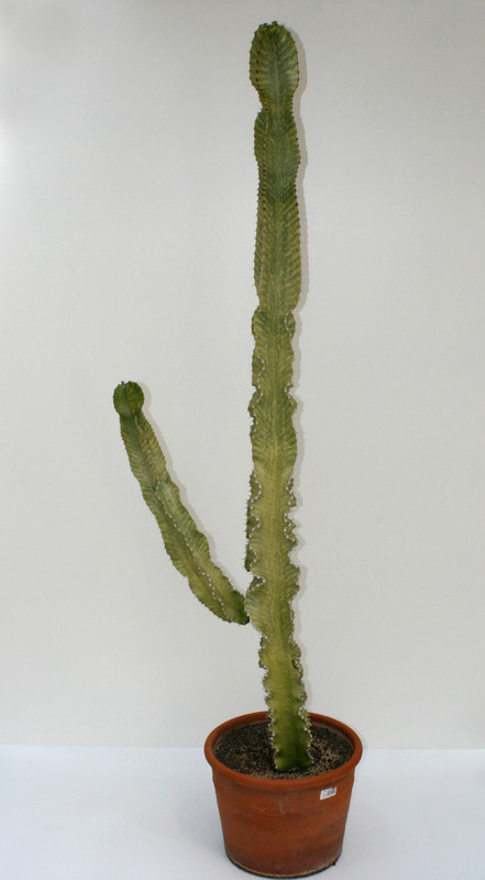 euphorbia ingens marmorata 200cm 3765