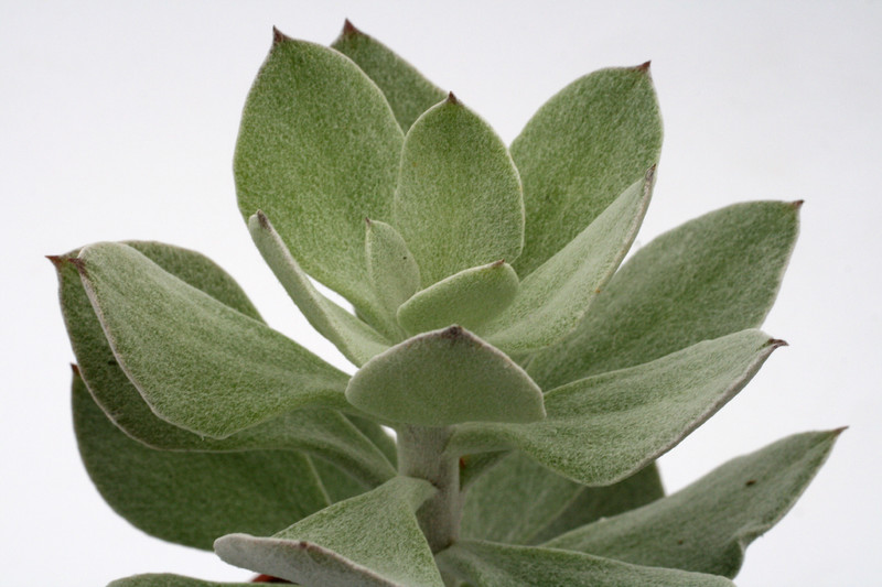 senecio medley woodii 1216