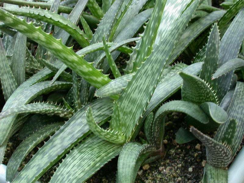 aloe greatii davyana
